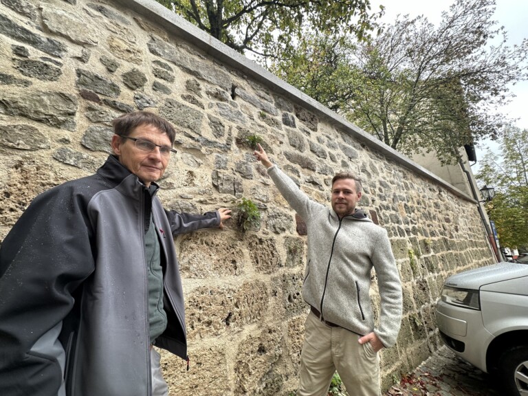 Der neu sanierte Abschnitt der Rottweiler Stadtmauer dient als Musterachse für weitere anstehende Sanierungen an den ehemaligen Befestigungsanlagen, die einst die Reichstadt Rottweil vor Feinden schützte. Die Fachleute lassen dabei auch der Natur ihren Raum. Restaurator Stefan Widmer (links) zeigt auf eine Mauerpflanze, die sich bereits wieder angesiedelt hat. Und Raphael Hahn deutet in Richtung einer Nisthöhle.